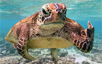 史上最惊悚的十道恐怖海龟汤有哪些 史上最惊悚的十道恐怖海龟汤最新分享