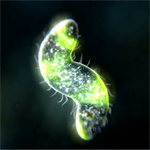 孢子生物最新版 v1.1