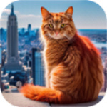 猫咪历险记大都市游戏安卓版